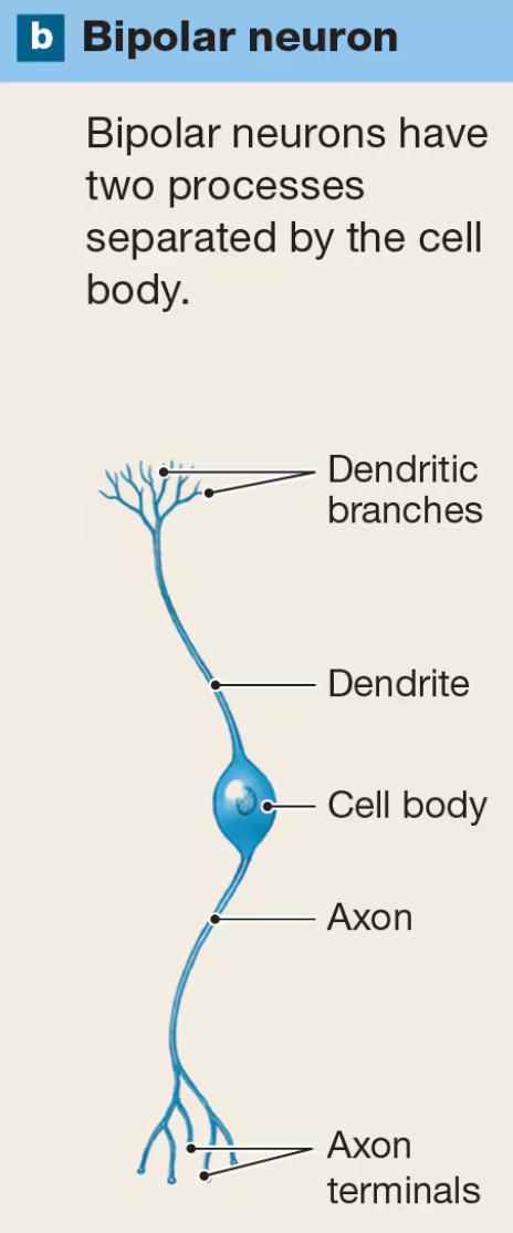 <p>have 2 processes separated by the cell body</p>