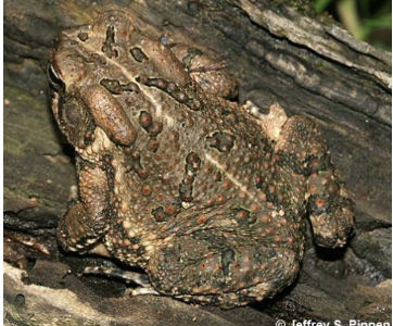 <p>fowlers toad</p>