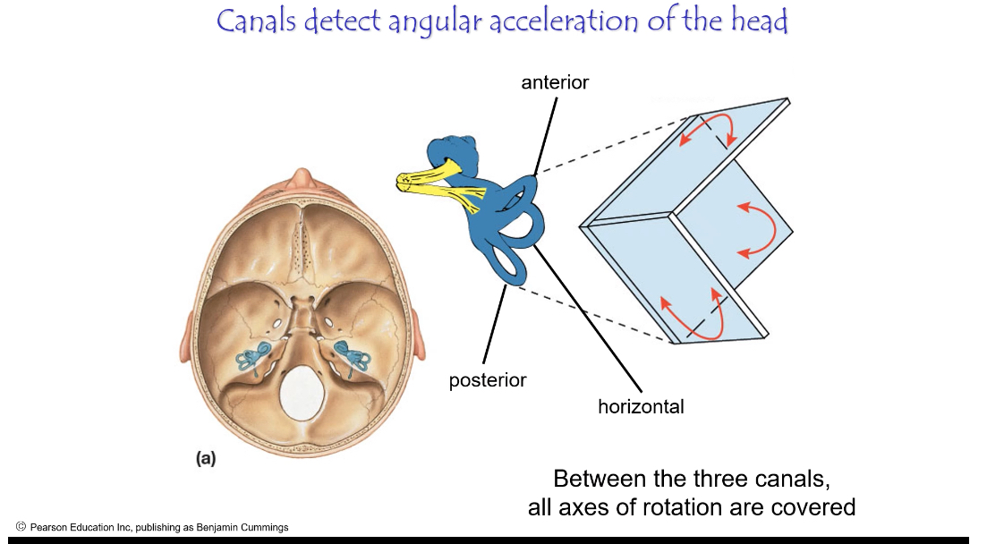 <p>They are arranged at right angles so that together they detect rotation in all three axes.</p><p class="p2"></p><p class="p1">Each canal has a partner on the opposite side of the head.</p><p></p><ul><li><p><span>Semicircular canals work in mirror-image pairs</span></p></li><li><p><span>When one canal is excited, its partner is inhibited</span></p></li><li><p><span>This push–pull system makes head rotation signals precise and fast</span></p></li></ul><p></p><p><span><strong>How the canals are paired</strong></span></p><ul><li><p><span>Each canal on one side of the head is paired with a canal on the opposite side that lies in the same plane</span></p></li><li><p><span>Examples:<br></span></p><ul><li><p><span>Left horizontal </span><span data-name="left_right_arrow" data-type="emoji">↔</span><span> Right horizontal</span></p></li><li><p><span>Left anterior </span><span data-name="left_right_arrow" data-type="emoji">↔</span><span> Right posterior</span></p></li><li><p><span>Right anterior </span><span data-name="left_right_arrow" data-type="emoji">↔</span><span> Left posterior</span></p></li></ul></li></ul><p></p><p><span>These pairs detect rotation in opposite directions.</span></p><p></p><p><span><strong>What happens when you turn your head</strong></span></p><ul><li><p><span>Head turns to one side</span></p></li><li><p><span>Endolymph movement:<br></span></p><ul><li><p><span>Excites one canal → firing rate increases</span></p></li><li><p><span>Inhibits the partner canal → firing rate decreases</span></p></li></ul></li></ul><p></p><ul><li><p><span>The brain compares increase vs decrease, not absolute firing</span></p></li></ul><p></p><p><span>This contrast tells the brain:</span></p><ul><li><p><span>Direction of rotation</span></p></li><li><p><span>Speed of rotation</span></p></li></ul><p></p>