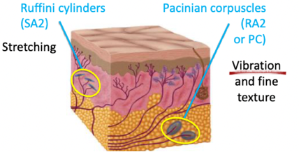 <p>Rapidly adapting mechanoreceptors that are good at picking up <span style="color: red">fine textures </span>because they can detect <span style="color: red">vibrations</span></p><ul><li><p><span style="color: green">example</span>: when pressing down on fine parts of sandpaper, people <u>couldn’t</u> tell the difference in fine textures just by applying pressure</p><ul><li><p>But <u>could</u> tell the difference with movement</p></li><li><p>This is because it is able to be transmitted through <strong>vibrations</strong></p></li></ul></li></ul><p></p>