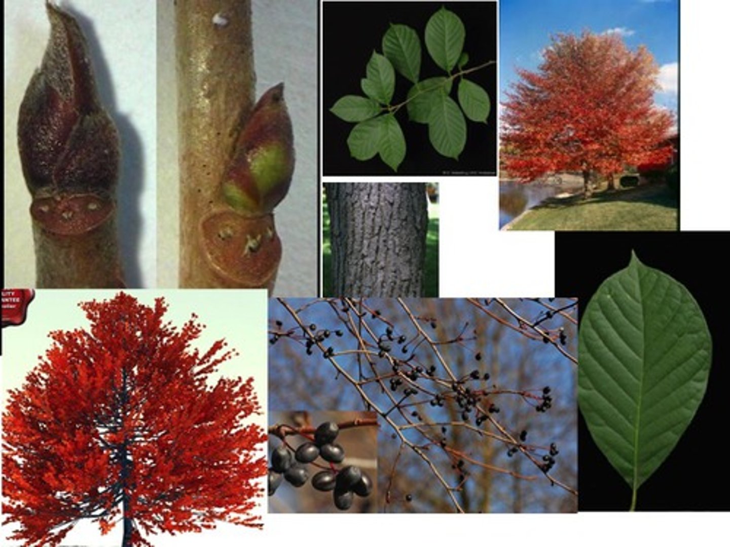 <p>-Shiny elliptical leaves <br>-Small flower buds on stem</p>
