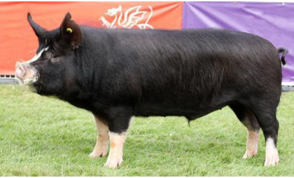 <p>Berkshire</p><p></p><p><strong>Origin:</strong>&nbsp;England</p><p><strong>Color:</strong>&nbsp;Black with white on face, legs, and tail</p><p><strong>Body:</strong>&nbsp;Upright Ears</p><p><strong>Traits:</strong>&nbsp;Early-maturing with heavily marbled meat</p>