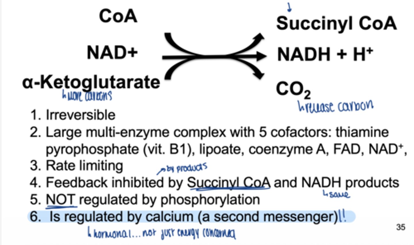 <p>1. irreversible</p><p>2. large multi enzyme complex with 5 cofactors</p><p>3. rate limiting</p><p>4. feedback inhibited by succinyl CoA and NADH</p><p>5. NOT regulated by phosphorylation</p><p>6. regulated by Ca2+</p><p>CoA → succinyl CoA</p><p>NAD+ → NADH + H⁺</p><p>α-ketoglutarate (more carbons) → CO₂</p>