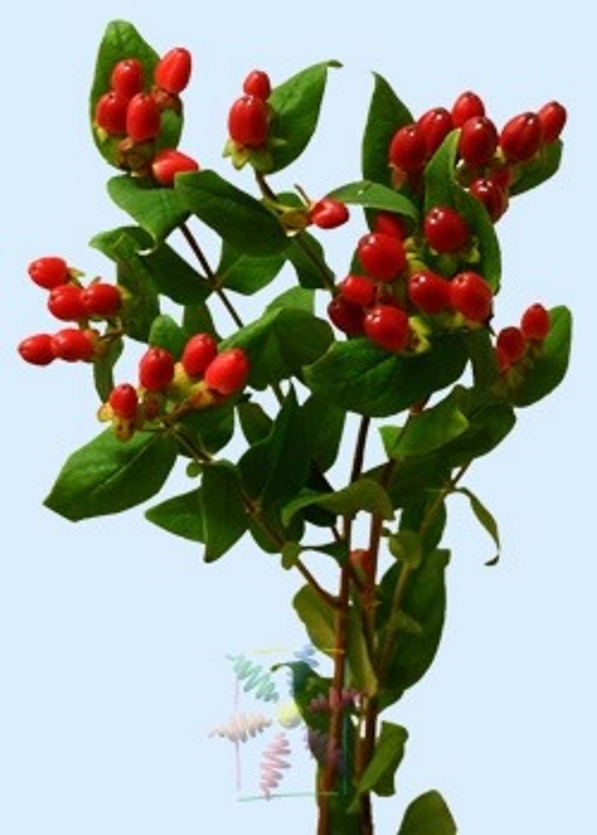 <p>Hypericum; Filler</p>