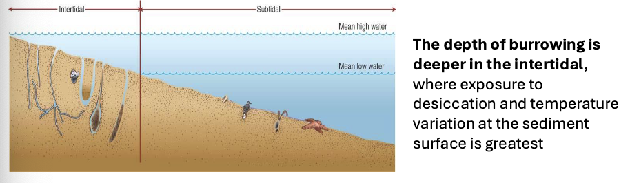 <ul><li><p>dominant species found at different levels below sediment-water interface</p></li><li><p>experimentally reduce density of deep-dwelling clams, remaining individuals grow faster; demonstrates effect of density</p></li><li><p>removal of shallow dwelling species of bivalves has no effect on growth of deeper-dwelling species</p></li></ul><p></p>