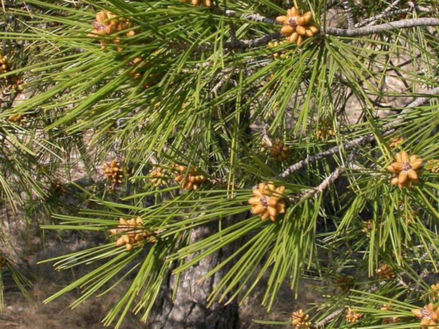 <p>Aleppo Pine</p>