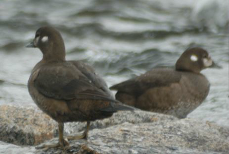 <p>Identify the species shown:&nbsp;</p>