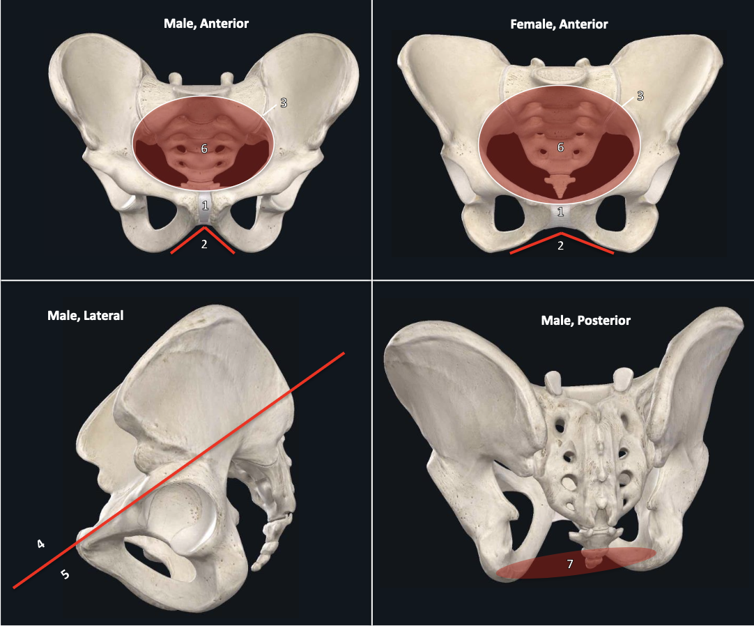 <p>pubic arch </p>