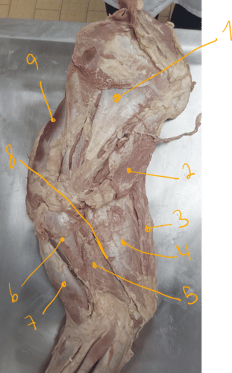 <p>identify muscles.</p>