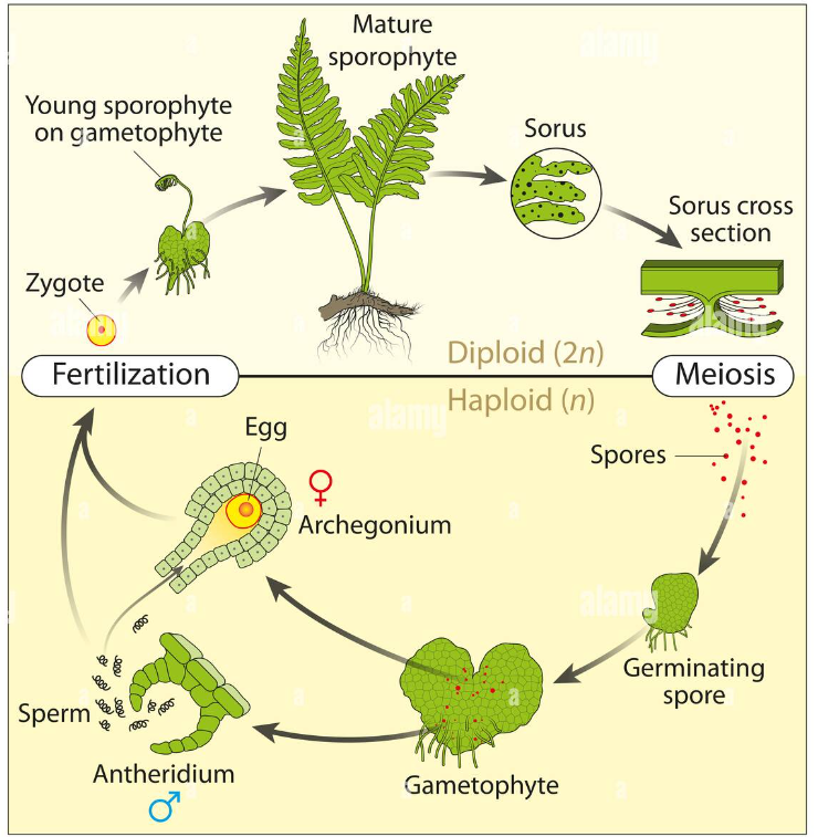 <p> 1. Start with the 2n sporophyte: Haploid (n) spores are produced by meiosis in clusters of sporangia called</p><p>SORI.</p><p>2. Each spore undergoes mitosis into a very reduced, low-</p><p>to-ground haploid gametophyte. It produces BOTH antheridia &amp; archegonia which produce sperm &amp; egg gametes by mitosis</p><p>3. After fertilization the 2n embryo develops into a new sporophyte (growing out of the tiny gametophyte)</p><p></p><p>Similar to bryophytes, the sperm needs to swim to the archegonia </p>