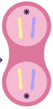 <p>What stage of <strong>mitosis</strong> it this?</p>