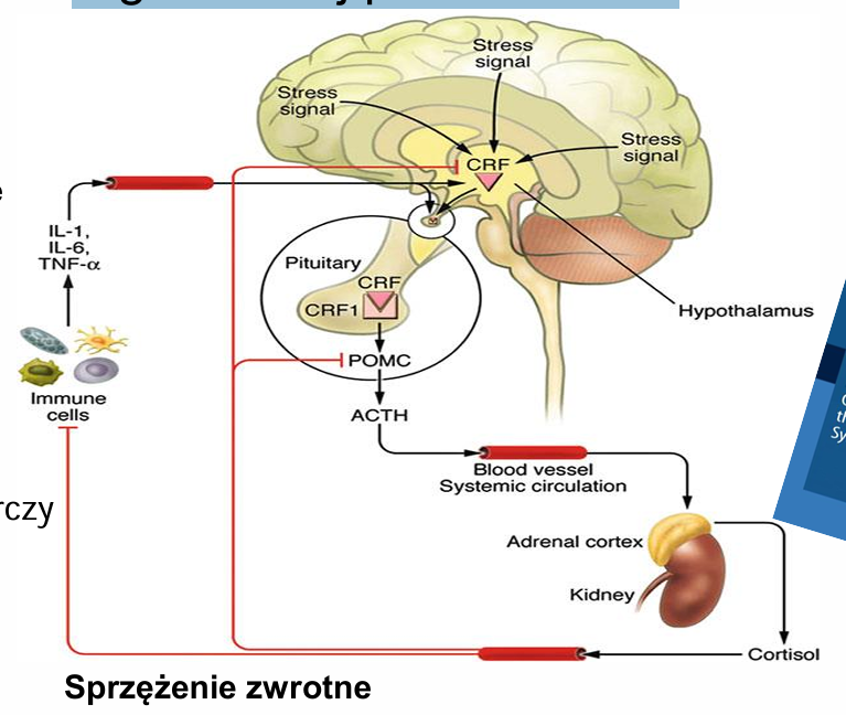 <p>Oś HPA: Podwzgórze—&gt; Przysadka—&gt; kora nadnerczy</p><p></p>