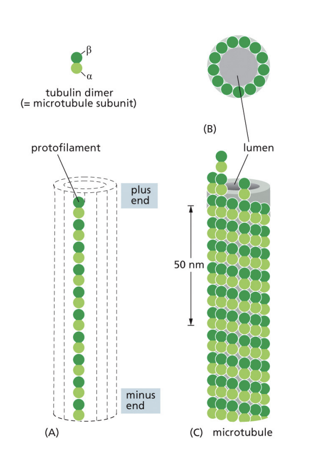 <p>Microtubules are composed of dimers of a (-) and b (+) tubulins. Each microtubule has 13 protofilaments.</p>