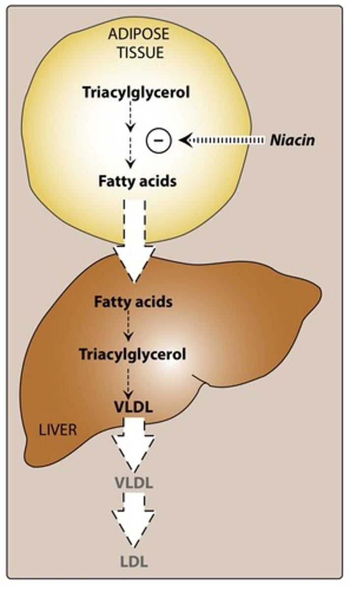 <p>Niacin is thought to increase the activity of lipase, which breaks down lipids, and reduces the metabolism of cholesterol and triglycerides.</p>