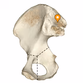 <p>roughened surface superior to the auricular surface. serves as an attachment for the posterior sacroiliac ligaments. </p>