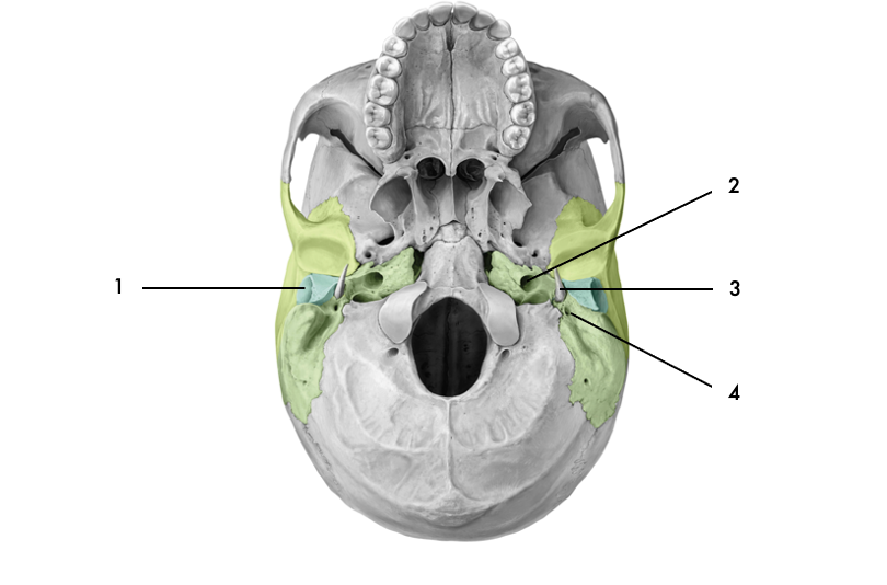 Foramen carotidien
