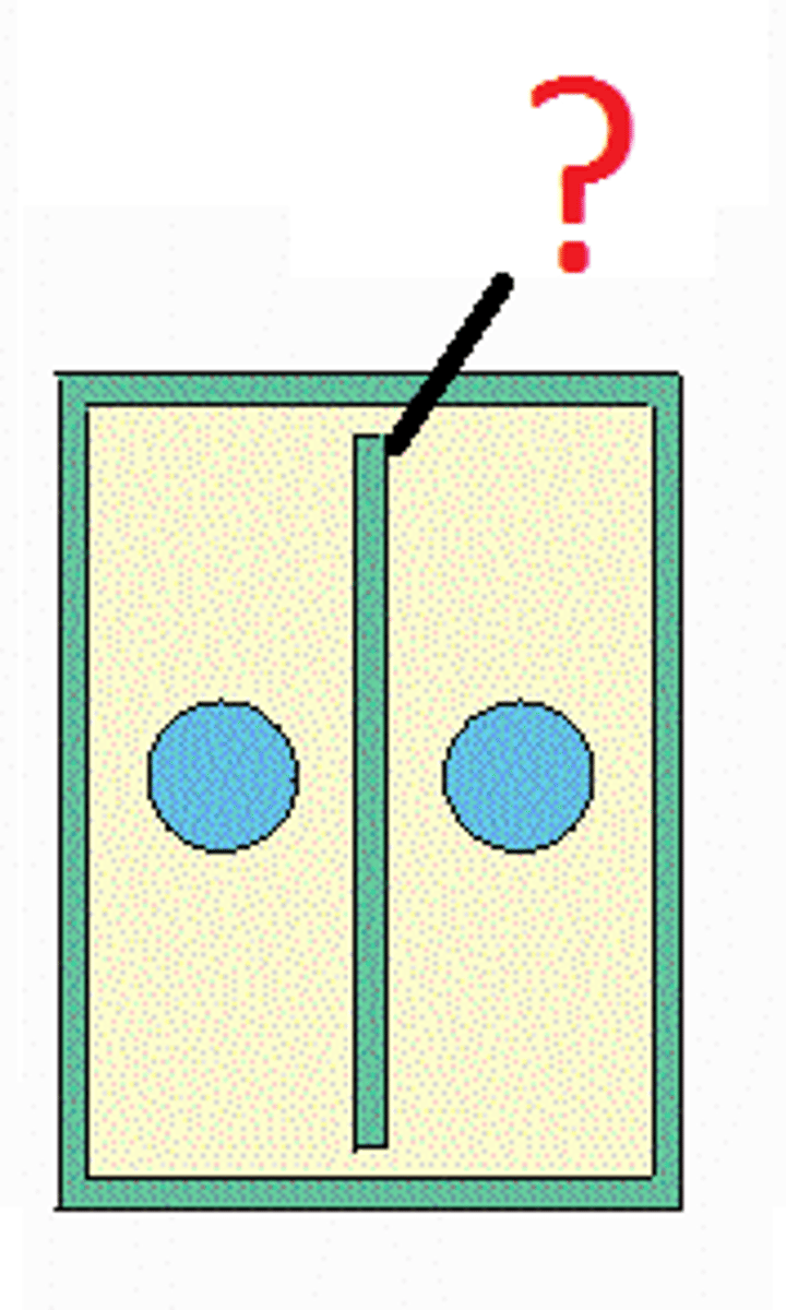 <p>In a plant cell, midline of dividing cells. Becomes the cell wall eventually.</p>