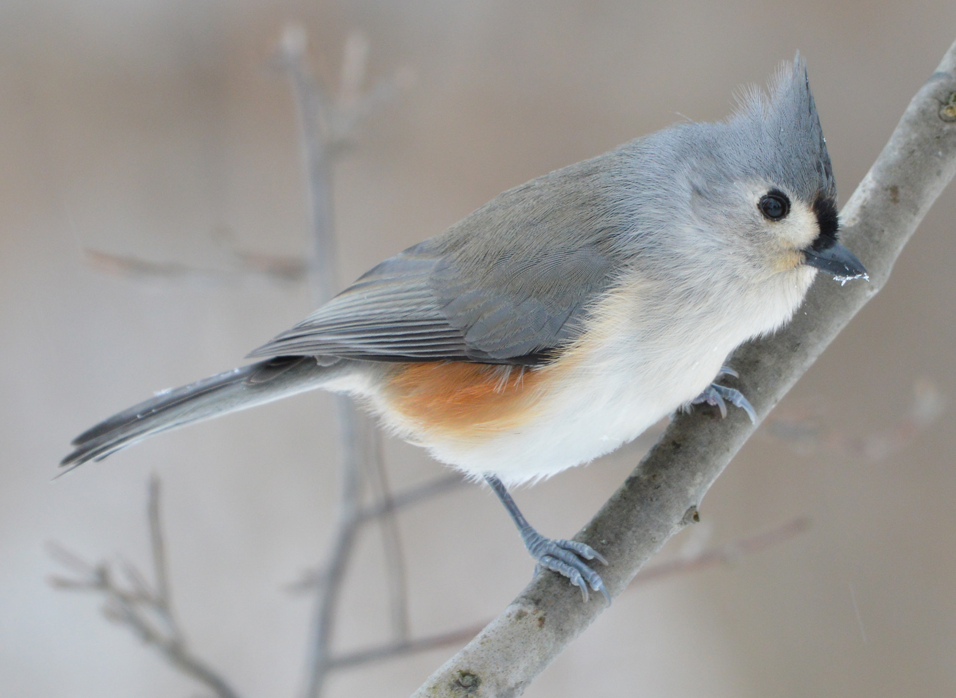 <ul><li><p>Gray overall</p></li><li><p>Red on sides underneath wings</p></li><li><p>Cardinal-like crest</p></li></ul><p></p>