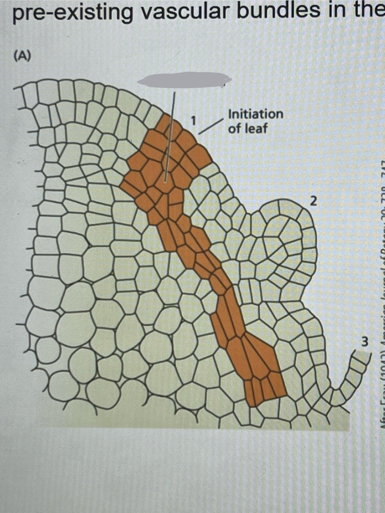 <p>Initiate where the new leaf will form</p>