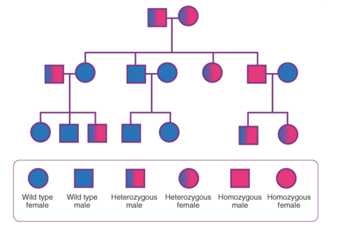 <p>A diagram that shows the inheritance of an allele over generations</p>