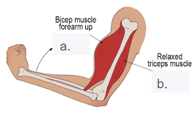 <p><span><em><span>Agonist (A) contracts to move the muscle while the antagonist (B) is relaxed, but offering control to the agonist.</span></em></span></p>