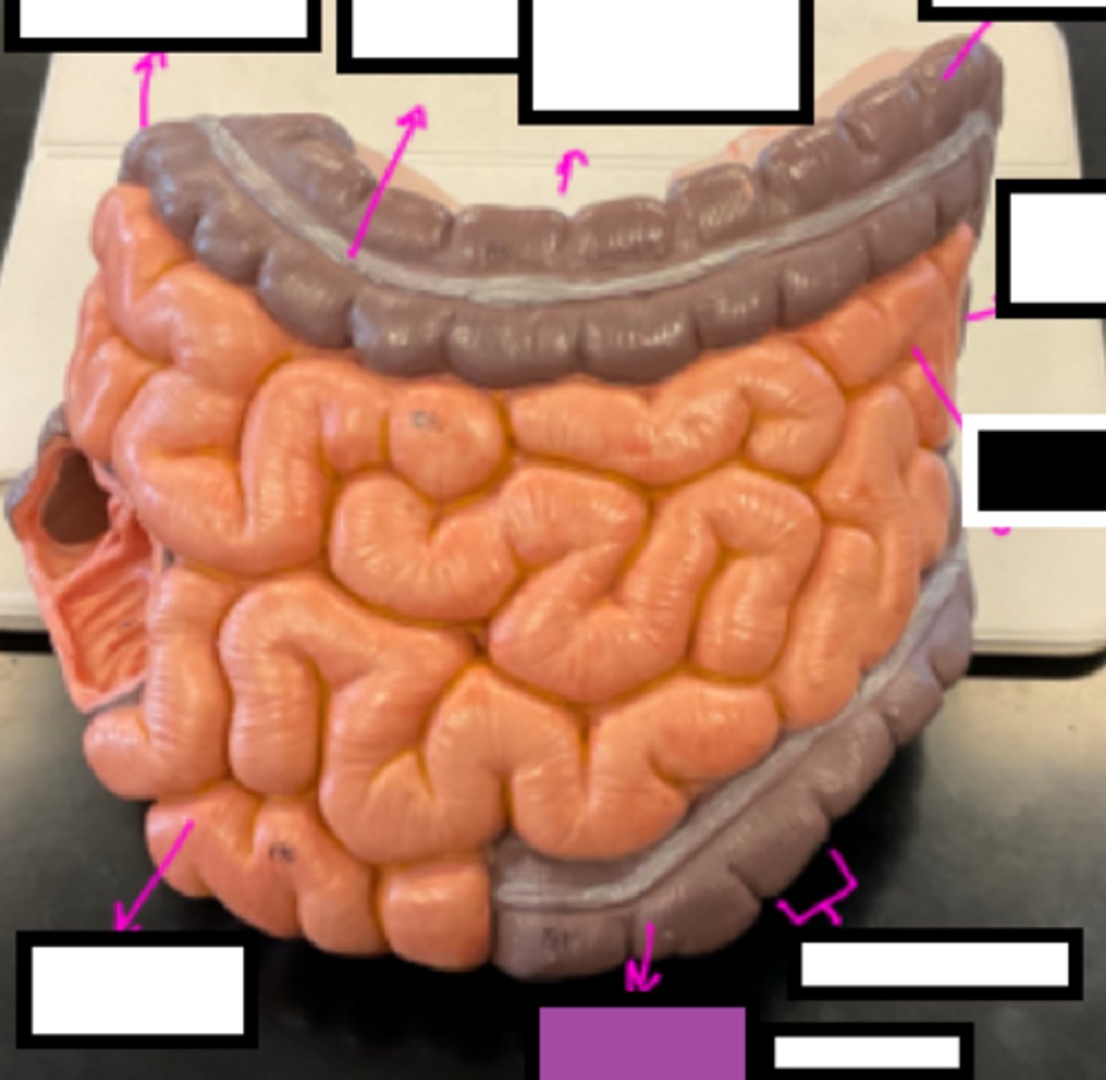 knowt flashcard image