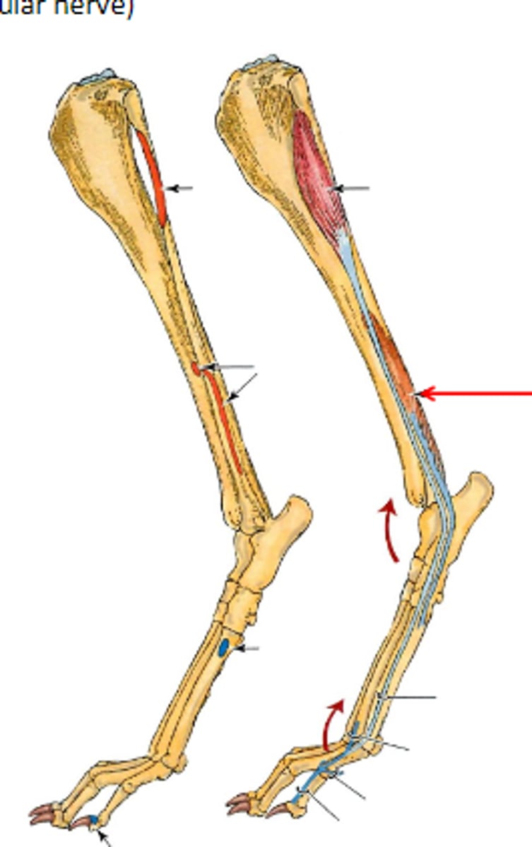 <p>Insertion of fibularis brevis</p>