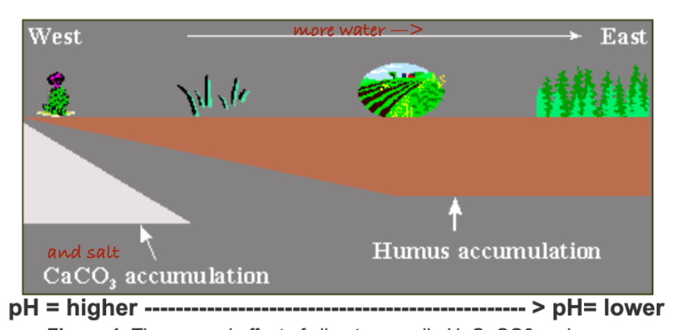 <p>D. Virginia </p><p>Humus is contributed to soils by plants, as well as by mycorrhizal fungi, microbes, and soil fauna. It retains water, nutrients, and stores carbon. </p>
