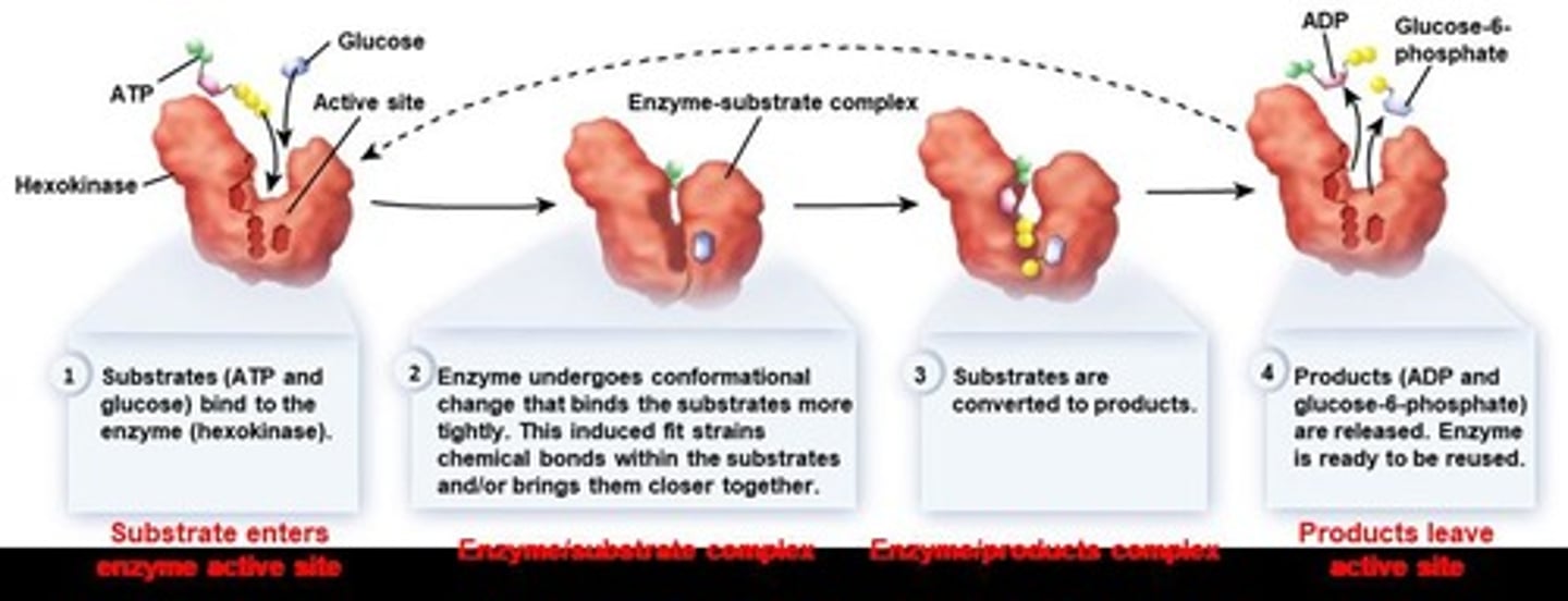 <p>Proteins and some RNA molecules that act as biological catalysts. They accelerate chemical reactions by lowering the activation energy, thereby speeding up the rate of a specific chemical reaction without being consumed or altered in the process.</p>