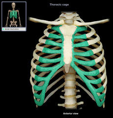 <p>connects ribs to sternum</p>