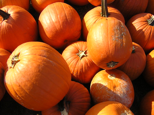 round, orange plants that are part of the squash family. They have green-brown stems. The pumpkin itself is typically a bright orange color, with indented "sections" (lines / stripes.)