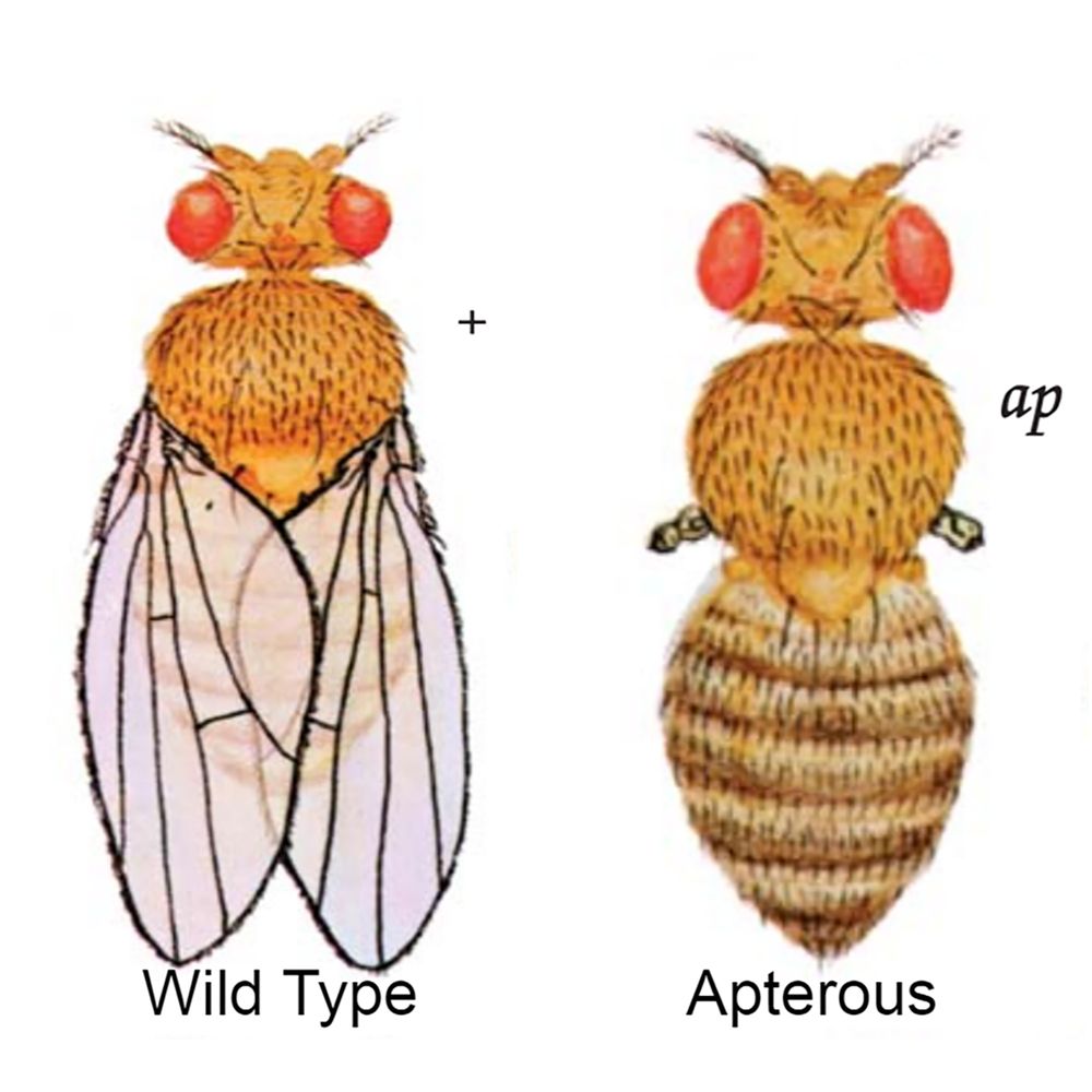 <ol><li><p>Genotype - ap/ap</p></li><li><p>Body location - wing </p></li><li><p>Chromosome - chromosome 2</p></li><li><p>Sex linkage - not sex linked </p></li></ol><p></p>