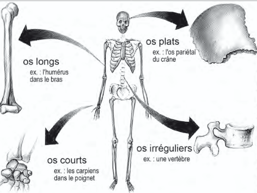 <p>La classification des os</p>