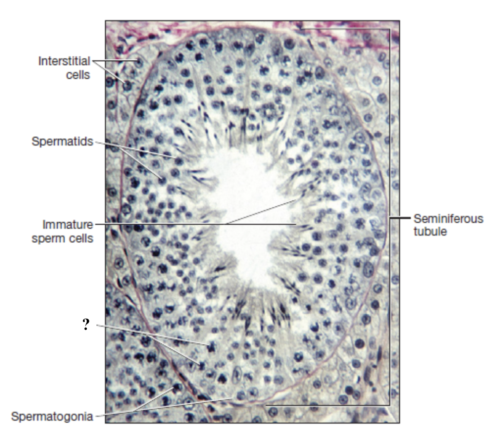 <p>diploid with 46 chromosomes enters meiosis </p>