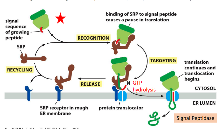 <p><span>Signal recognition particle (SRP) &amp; SRP receptor</span></p>