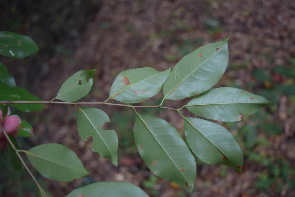 <p>What is the species?</p>