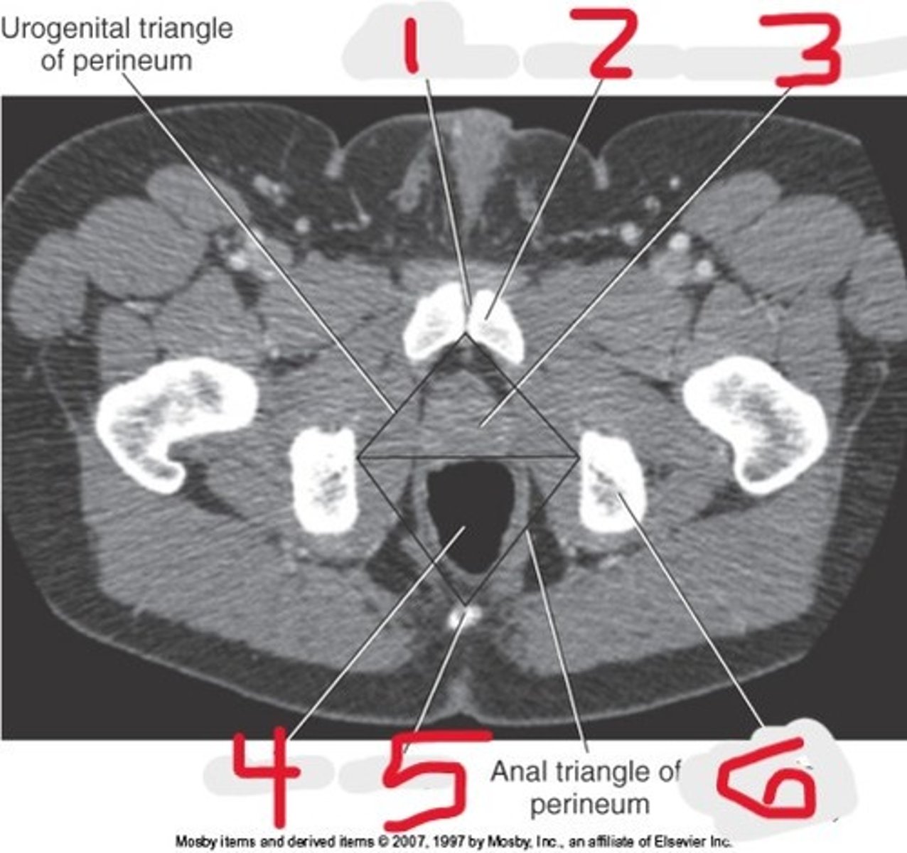 <p>Name all numbered structures</p>
