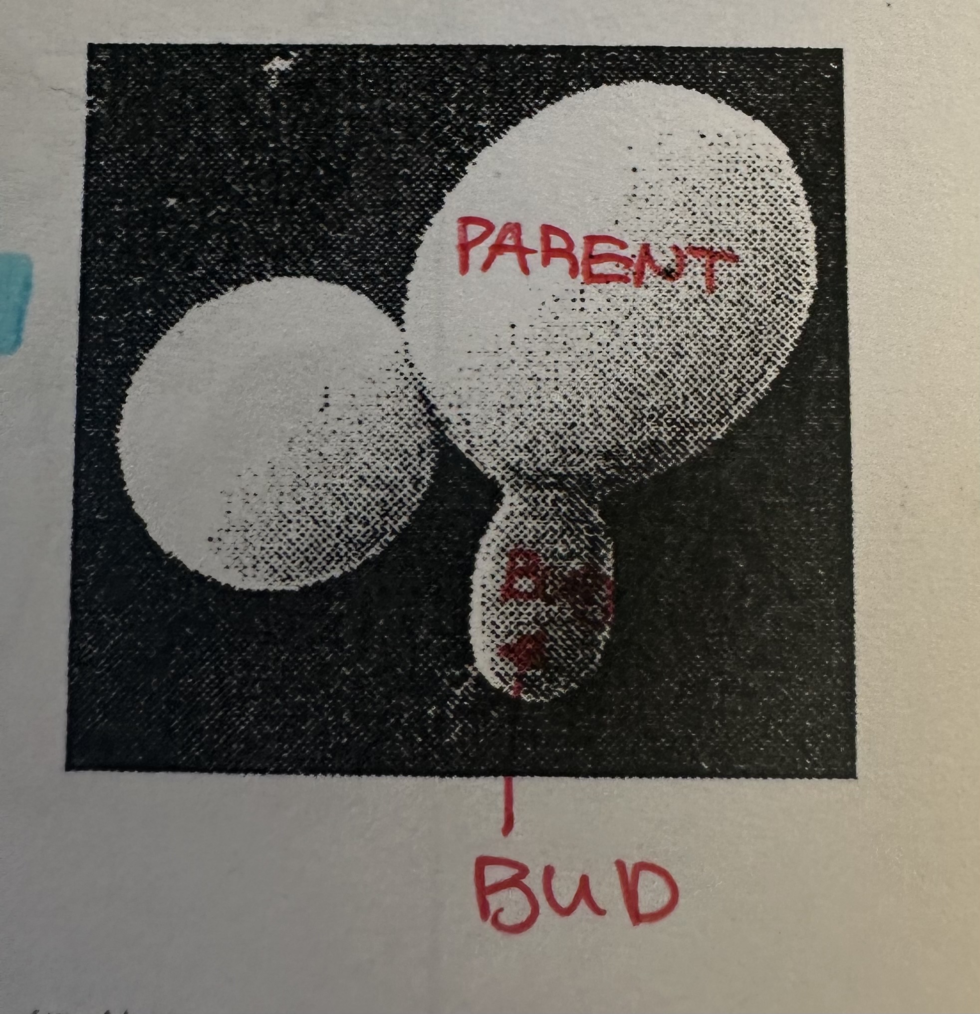 <p>offspring begins as a growth “bud” on the parent, when developed enough it breaks free. Reproducing organism’s divided unequally.</p><p>Used by unicellular organisms (yeast) and some multicellular organisms (plants and animals)</p>