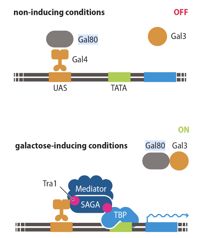 <p>through a co-activator complex</p><p>in presence of galactose Gal3 binds to Gal80 and exports it from the nucleus so it can’t inhibit Gal4</p><p>then Gal4 recruits SAGA co-activator complex which promotes assembly of mediator complex </p>