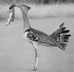 <p>Orden Otidiformes</p>