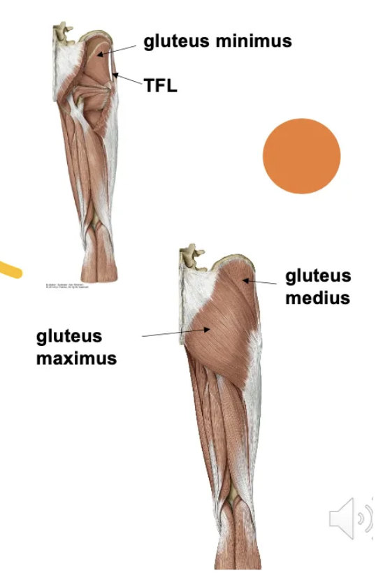 <p>Hip abduction and internal rotation. Work with the tensor fascia lata. Maintain pelvis level when standing on one leg.</p>