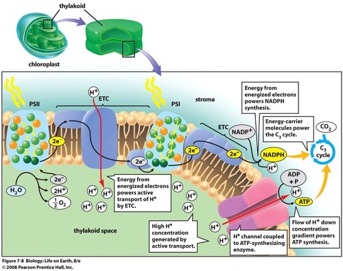 <p>These occurs in the <em>thylakoid membrane</em> and thylakoid space/lumen, using <strong>light</strong> energy (photons) and water (H2O) as <u>reactants</u>.</p>