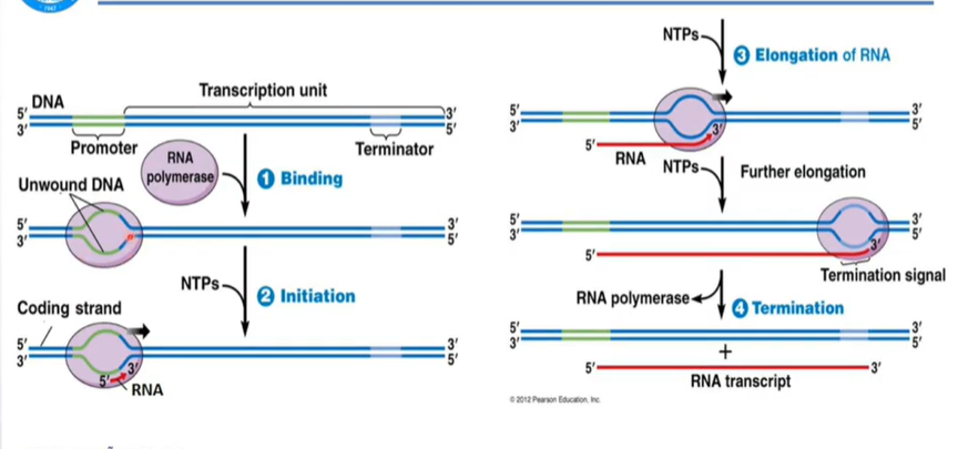 <p>Khởi đầu, kéo dài, kết thúc </p>