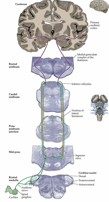 <p>Auditory nerve travels to cochlear nucleus</p><p>The signal is then relayed to inferior colliculus</p><p>Finally it reaches primary auditory complex</p>