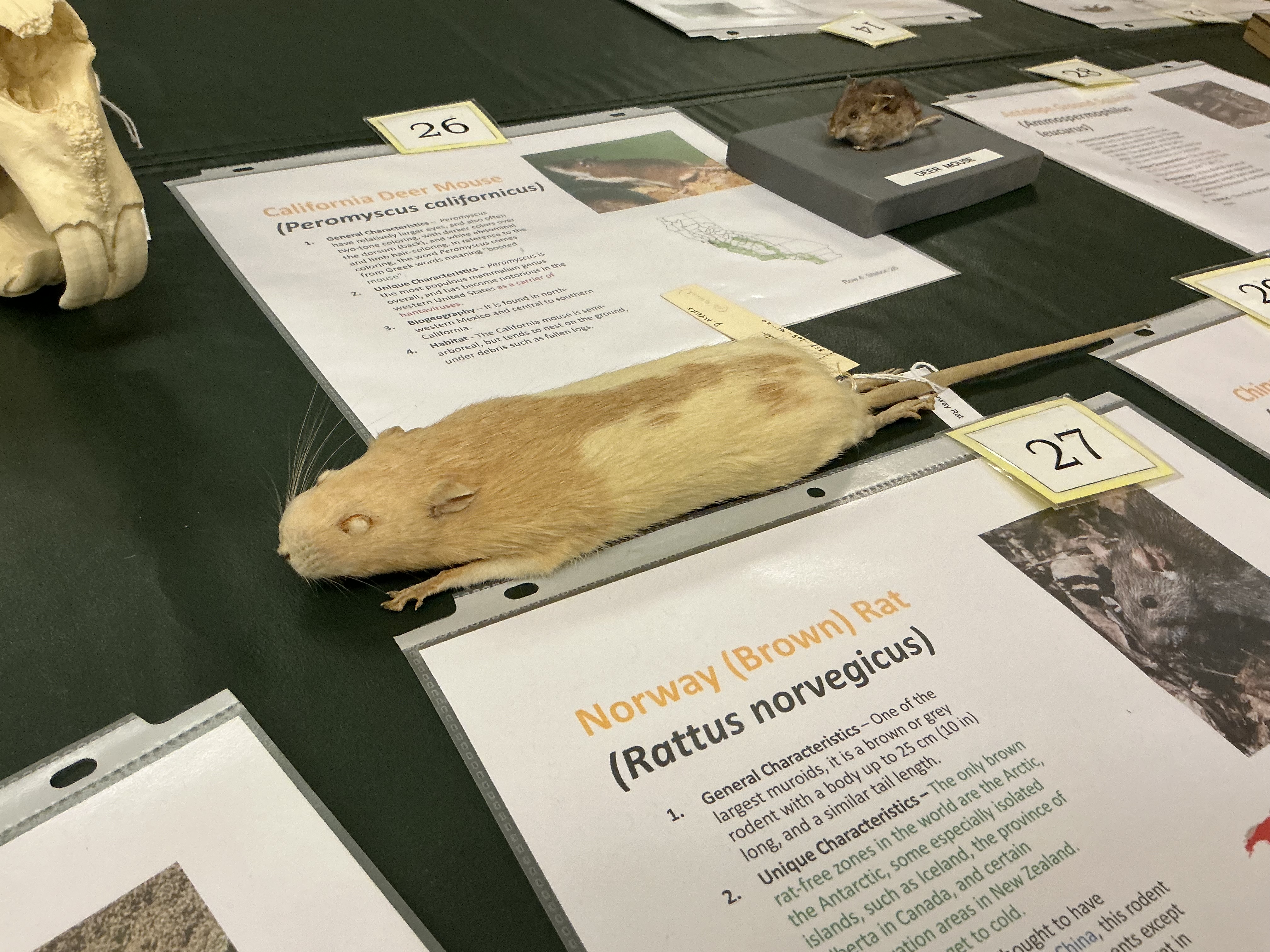 <p>What are the only Norway rat-free zones? Why are they not there?</p>