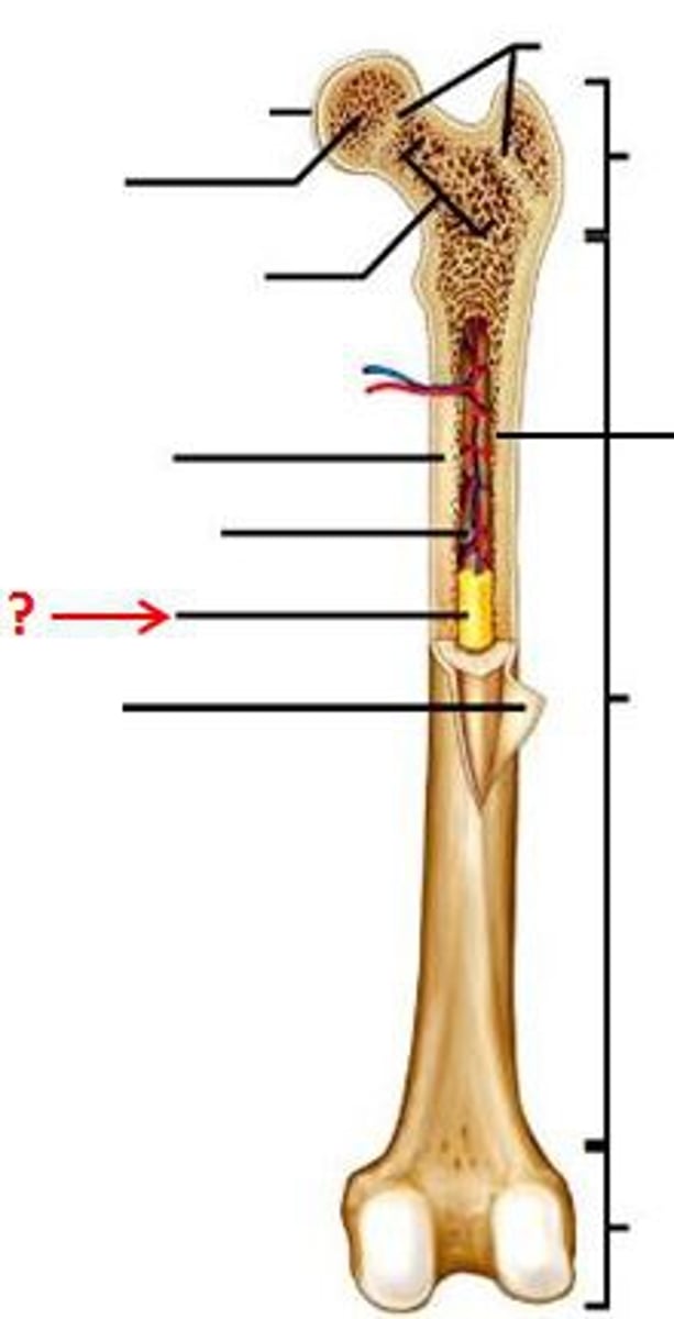 <p>In the medullary cavity within the diaphysis and produces fat, cartilage, and bone. Yellow color comes from carotenoids in the fat droplets of fat cells.</p>