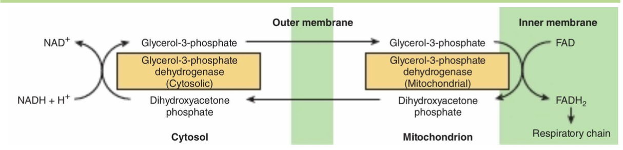 <p>1) Need pa </p><p>2) Brain and muscles </p>
