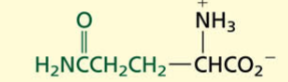 <p>POLAR→ non-charged</p><p>Acidic</p>
