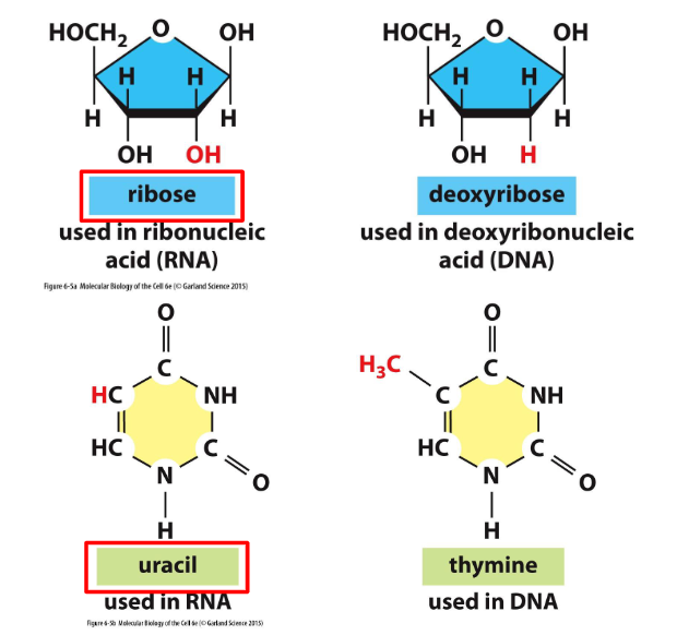 <p>Key Differences between DNA and RNA</p>