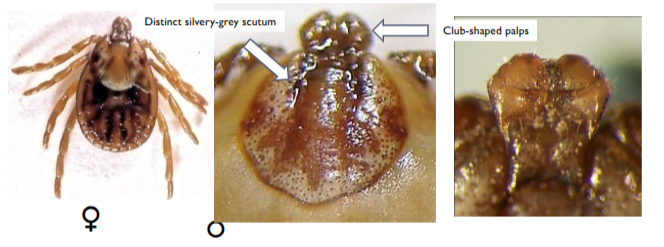 <p>meadow tick </p><p>in europe transmits canine babesiosis </p><p>likes cool wet climates - extend northwards in europe - new populations in germany and southern uk</p><p>distinct silvery-grey scutum</p><p>club shaped palps</p>